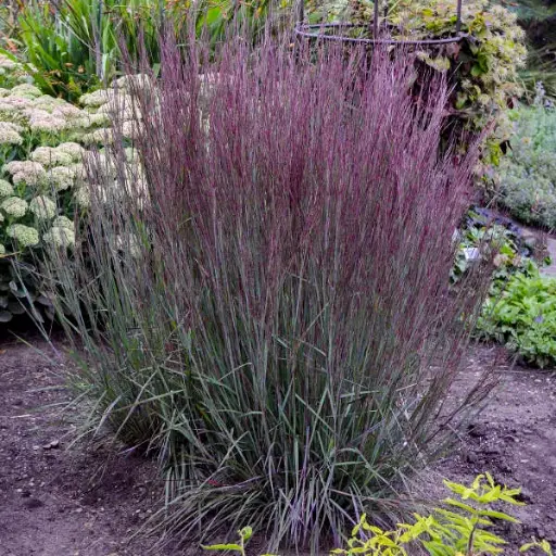 Little Bluestem Blue Paradise