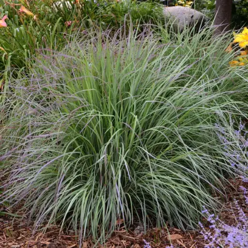 [3416601] Little Bluestem Twilight Zone