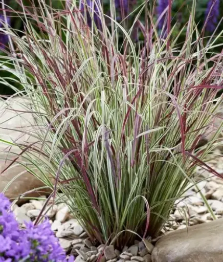 [3417601] Little Bluestem Chameleon