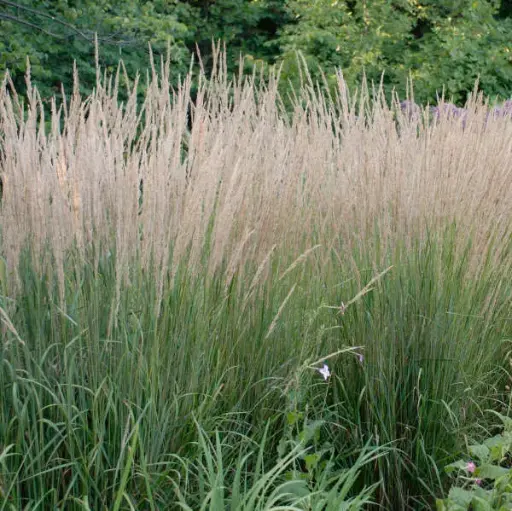[3475601] Grass Karl Foerster