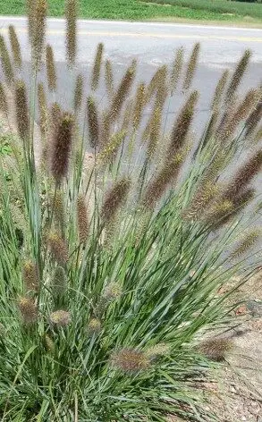 [3489601] Fountain Grass Cayenne