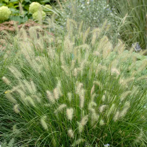 Fountain Grass Hameln Dwarf