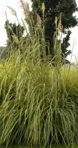 Hardy Pampas Grass