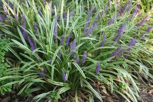 [3610601] Lily Turf Variegated