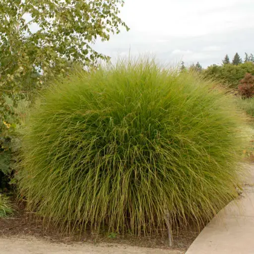 Maiden Grass Gracillimus