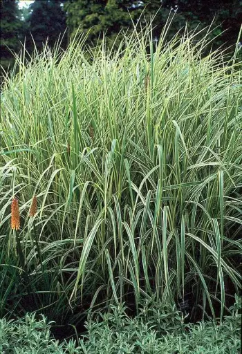Maiden Grass Variegated