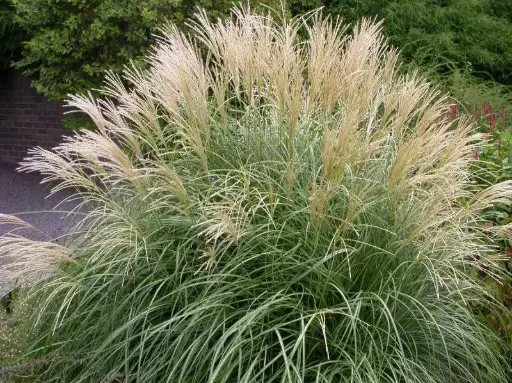 Maiden Grass Adagio