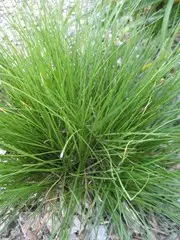 [3761601] Prairie Dropseed Tara