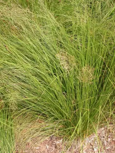 [3762601] Prairie Dropseed - Native