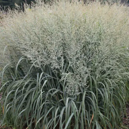 Switchgrass Niagara Falls