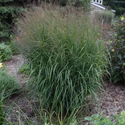 Switchgrass Apache Rose