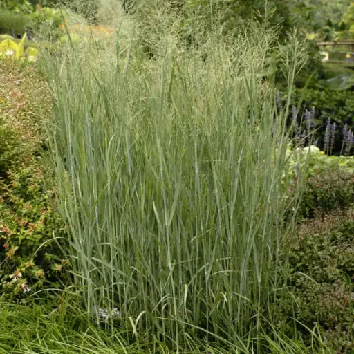 Switchgrass Heavy Metal