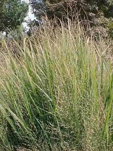 Switchgrass Northwind