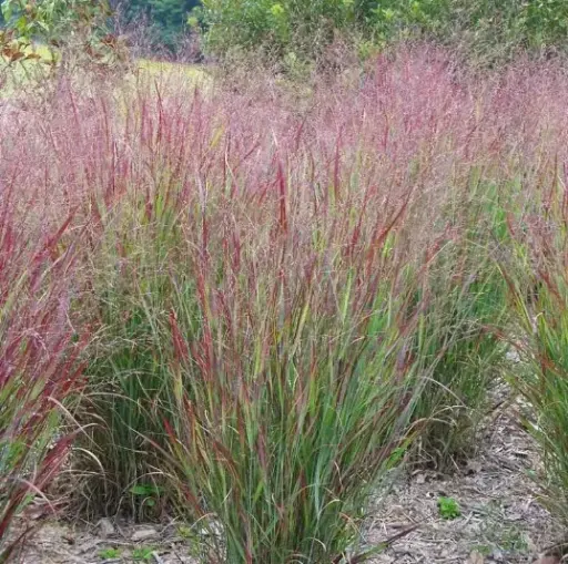 Switchgrass Shenandoah