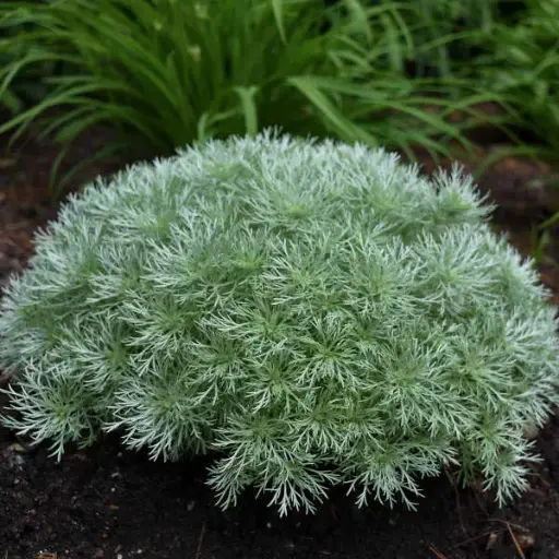 [3925601] Artemisia Silver Mound