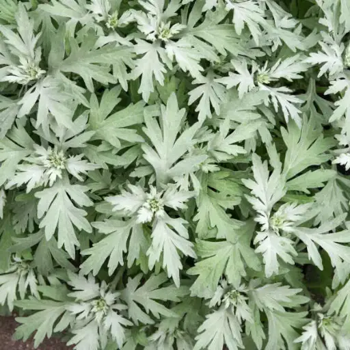 [3926601] Artemisia Silver Lining