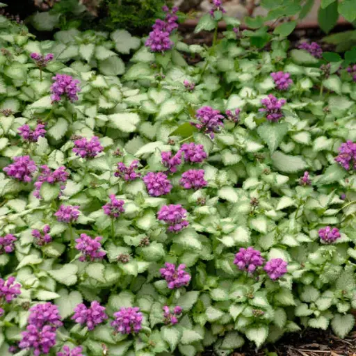 Dead Nettle Purple Dragon