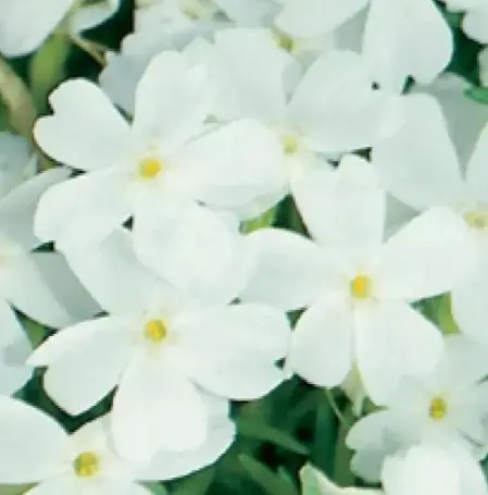 [4112601] Phlox Creeping White Delight