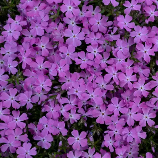 [4113601] Phlox Creeping Rose Quartz