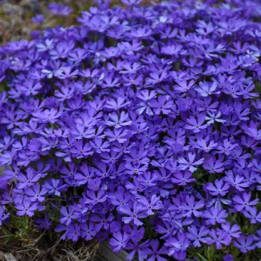 [4117601] Phlox Creeping Violet Pinwheels
