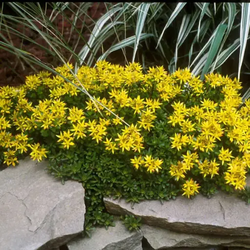 Sedum Kamtschaticum