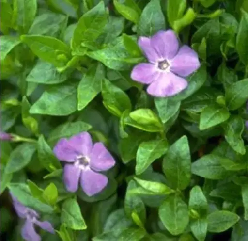 [4196601] Vinca Bowles