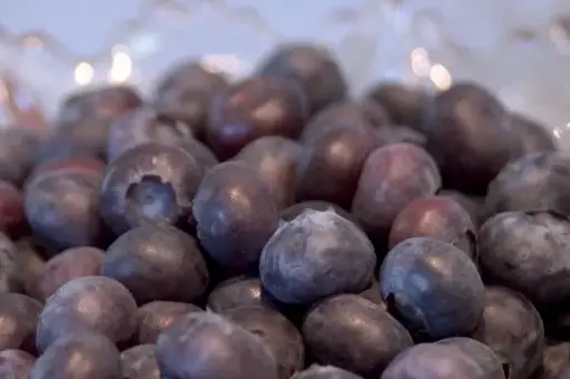 Blueberry Northblue