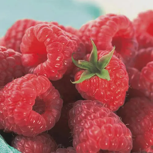 Raspberry Caroline