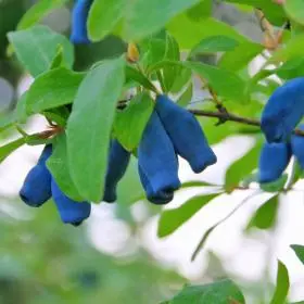 Honeyberry Borealis
