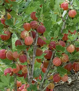 [4560601] Gooseberry Hinnomaki Red