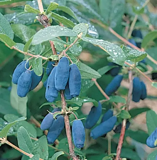 Honeyberry Berry Blue