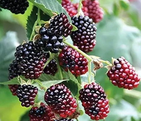 [4575601] Boysenberry Thornless