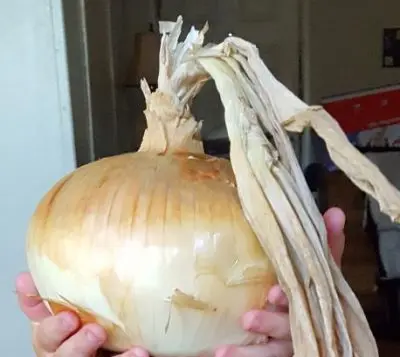 Onion
