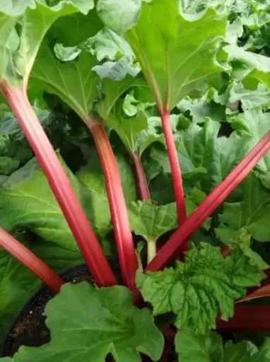 [4779601] Rhubarb Canada Red