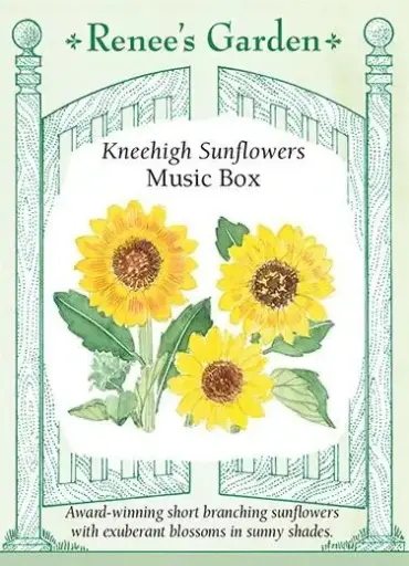 [5001] Sunflower Musicbox Short