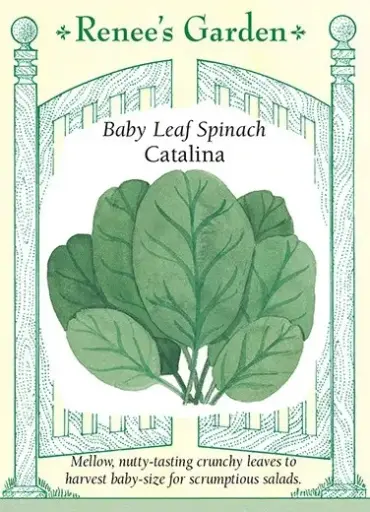 [5080] Spinach Catalina Baby Leaf