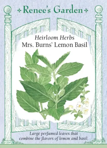 [5081] Basil Mrs. Burns Lemon