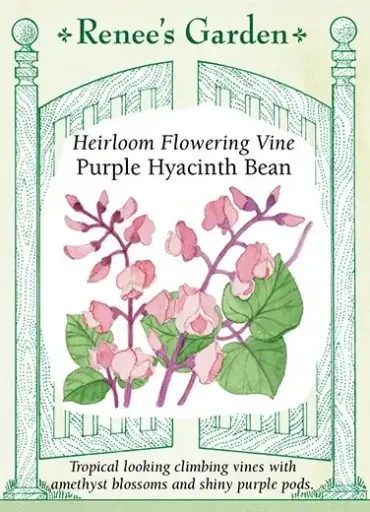 [5106] Hyacinth Bean Vine Purple