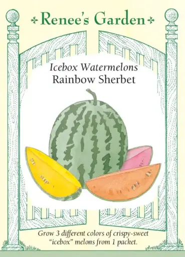 [5144] Watermelon Trio Rainbow Sherbet