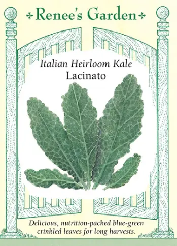 [5153] Kale Lacinato