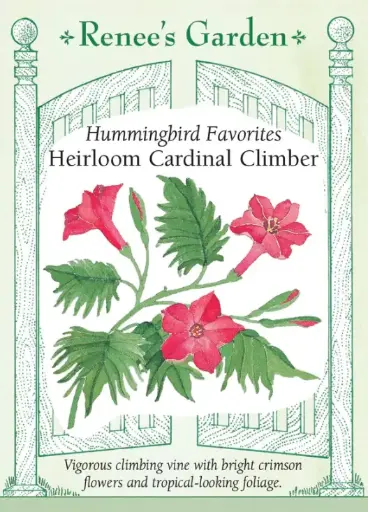 [5162] Cardinal Climber Vine