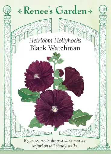 [5191] Hollyhock Black Watchman