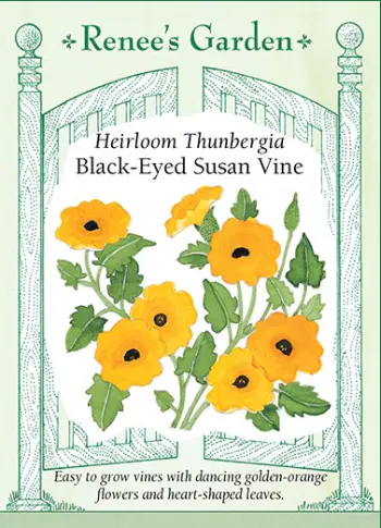 [5287] Thunbergia Black Eyed Susan Vine