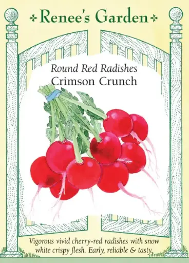 [5376] Radish Crimson Crunch