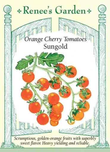 [5423] Tomato Cherry Sungold