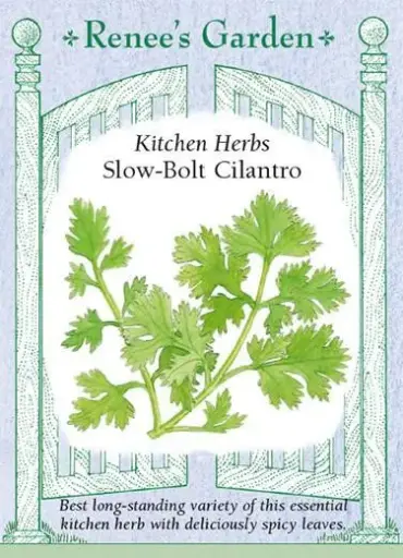 [5475] Cilantro Slow Bolt