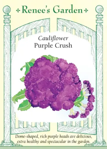 [5509] Cauliflower Purple Crush