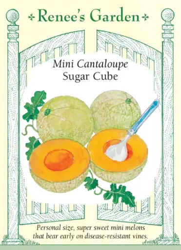 [5515] Melon Cantaloupe Mini Sugar