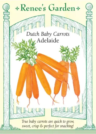 [5592] Carrot Adelaide 