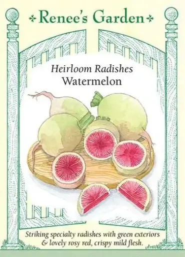 [5866] Radish Watermelon